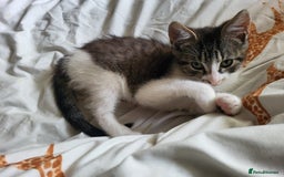 Mixed Breed cats for sale: Beautiful little kitten - Image 2