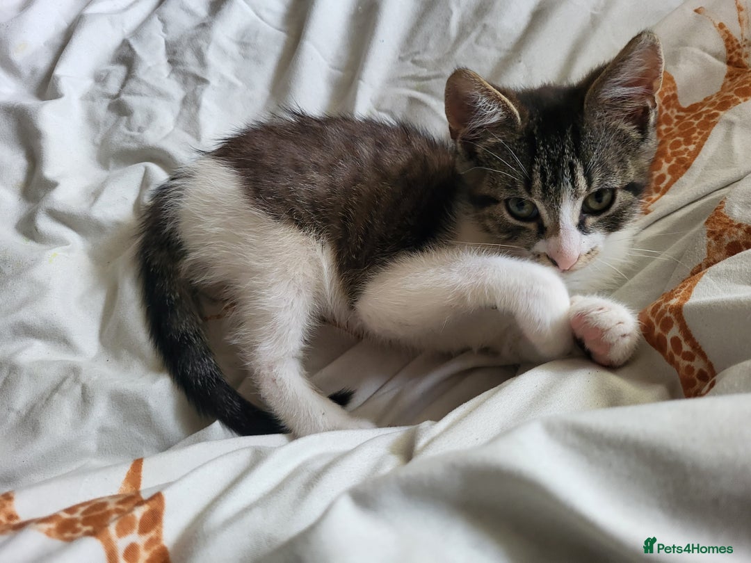 Mixed Breed cats for sale: Beautiful little kitten - Image 2