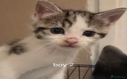 Mixed Breed cats for sale: Kittens  - Image 5