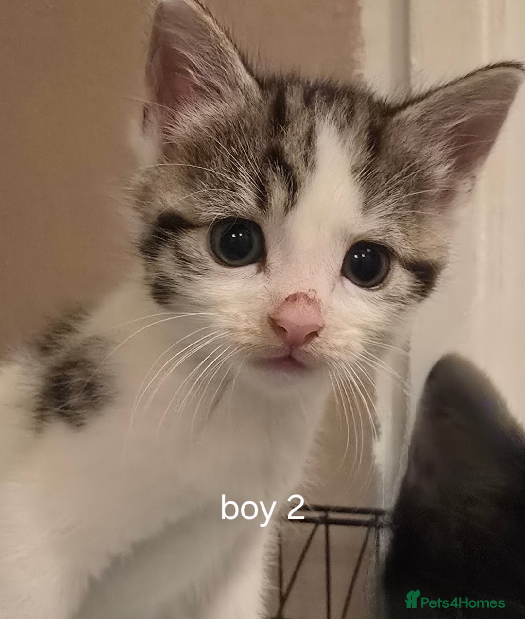 Mixed Breed cats for sale: Kittens  - Image 5