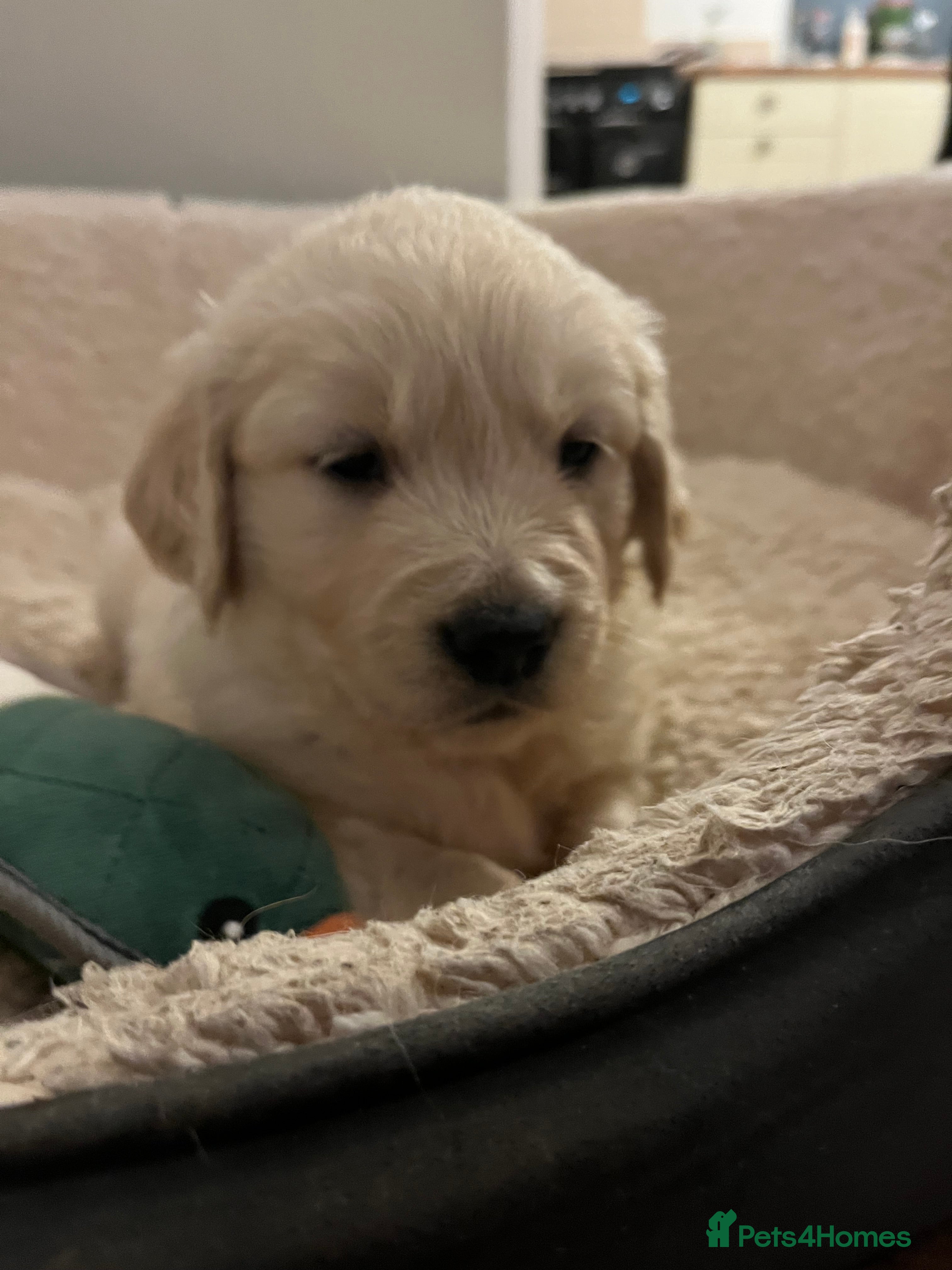 Golden Retriever dogs KC registered Golden Retriever puppies  - Advert 4