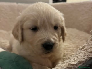 Golden Retriever dogs KC registered Golden Retriever puppies - Advert 13