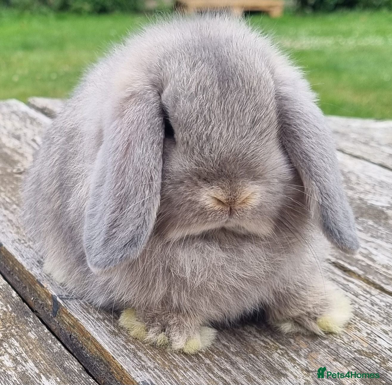 Mini Lop rabbits Gorgeous mini lop boys - Advert 2