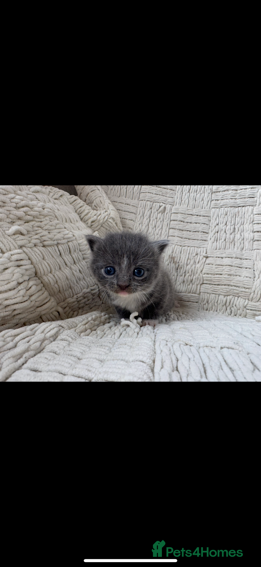 Mixed Breed cats for sale: Beautiful kittens For sale  - Image 8