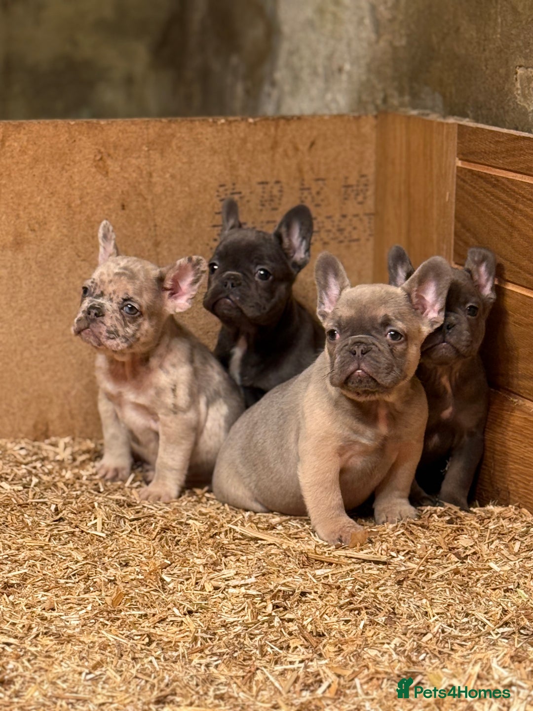 French Bulldog dogs for sale: Fluffy carrier French bull dog puppies  - Advert 5