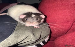 Rat rodents for sale: Male Fancy Rat for sale  - Image 3