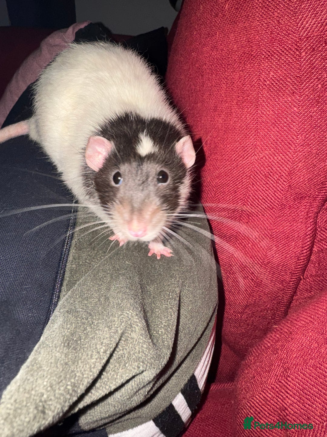 Rat rodents for sale: Male Fancy Rat for sale  - Image 3