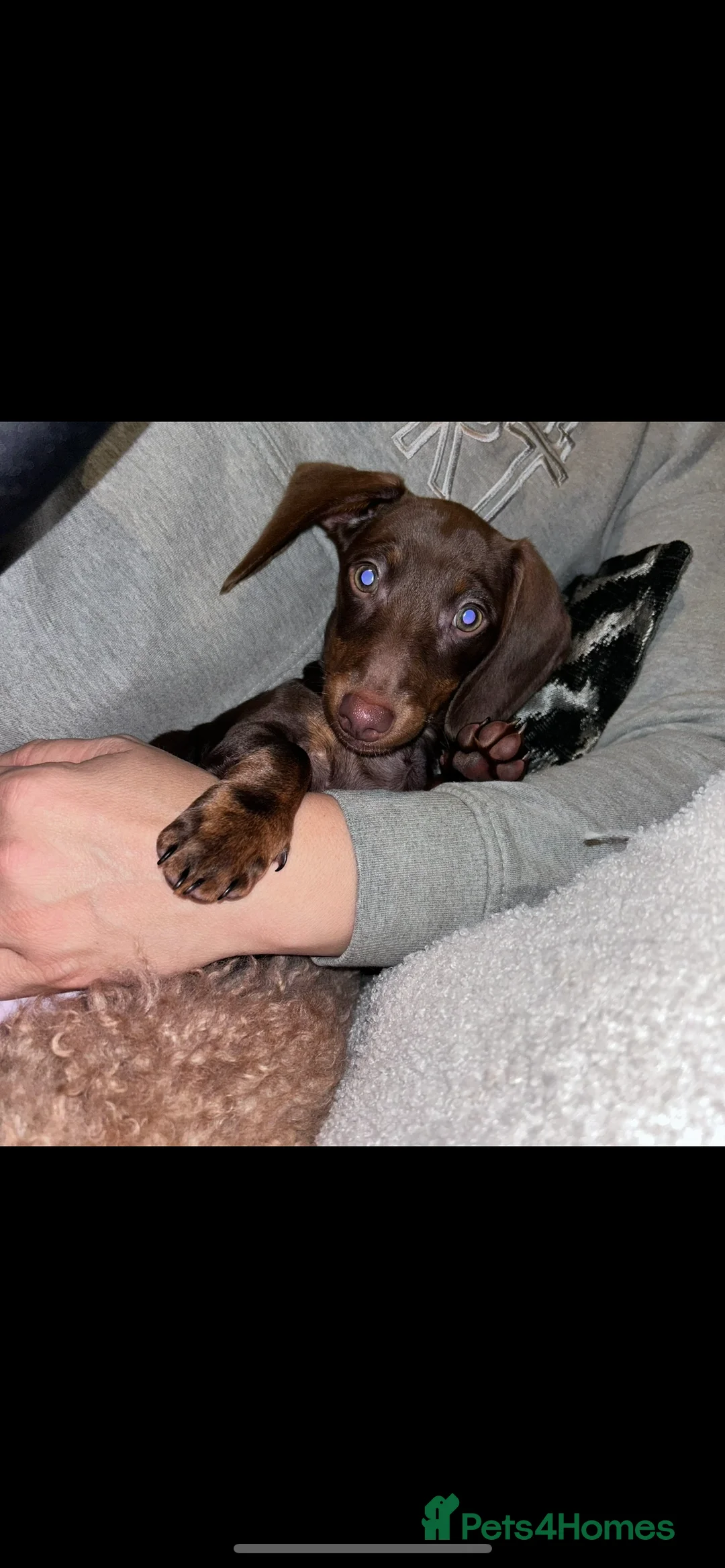 Miniature Dachshund dogs for sale: Mini Daschund  - Advert 4