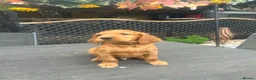 Mixed Breed dogs for sale:  ☘️ Golden Irish puppies available  ☘️ - Advert 21