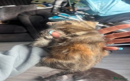 Mixed Breed cats for sale: 3 beautiful baby’s looking for their loving home  - Image 24