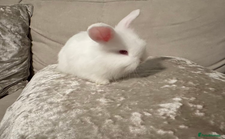 Angora rabbits - Advert 1