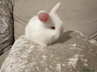Angora rabbits - Advert 1
