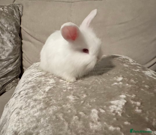 Angora rabbits - Advert 4