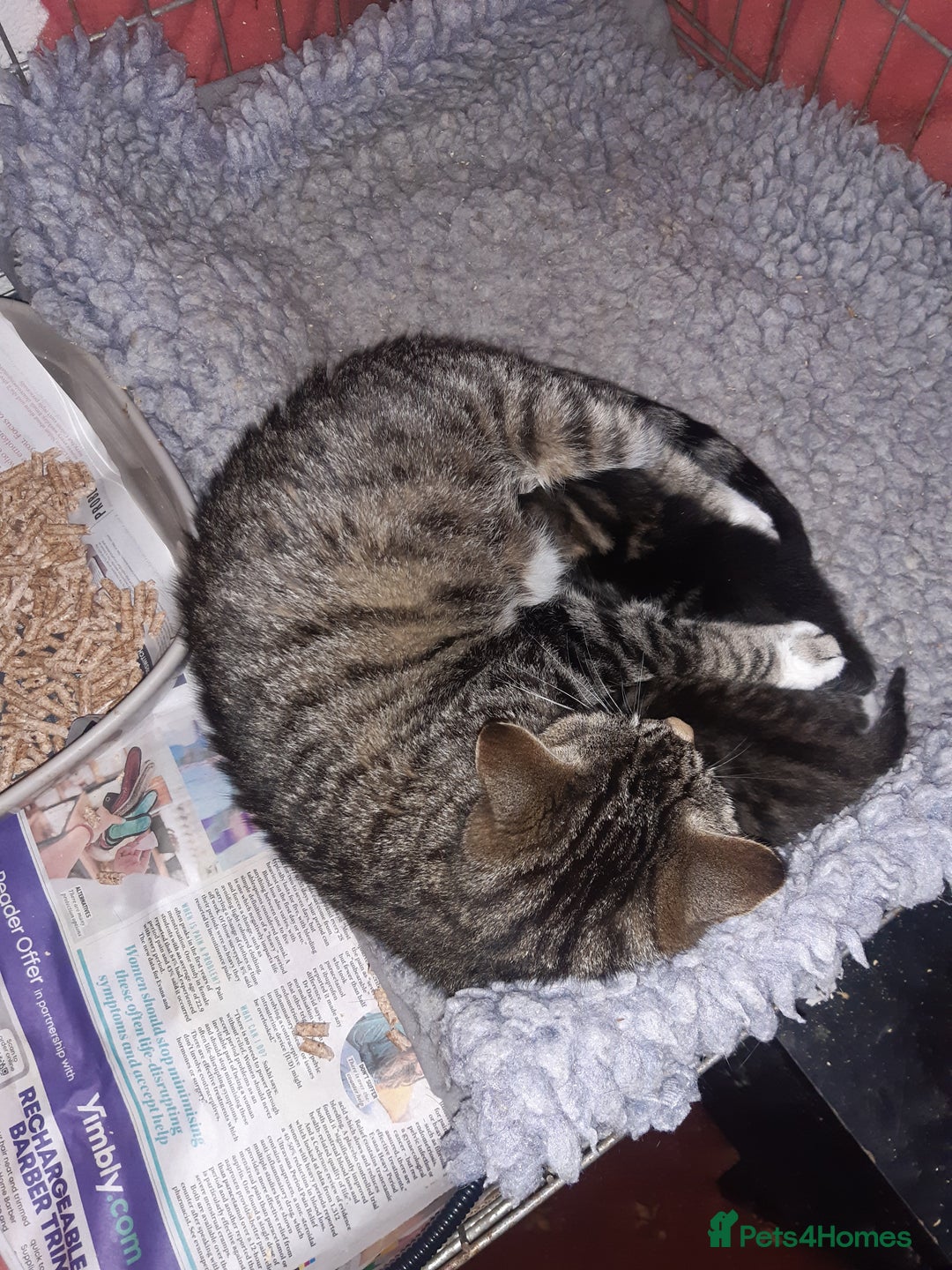 Mixed Breed cats for adoption: Two lovely rescue kittens for adoption - Advert 8