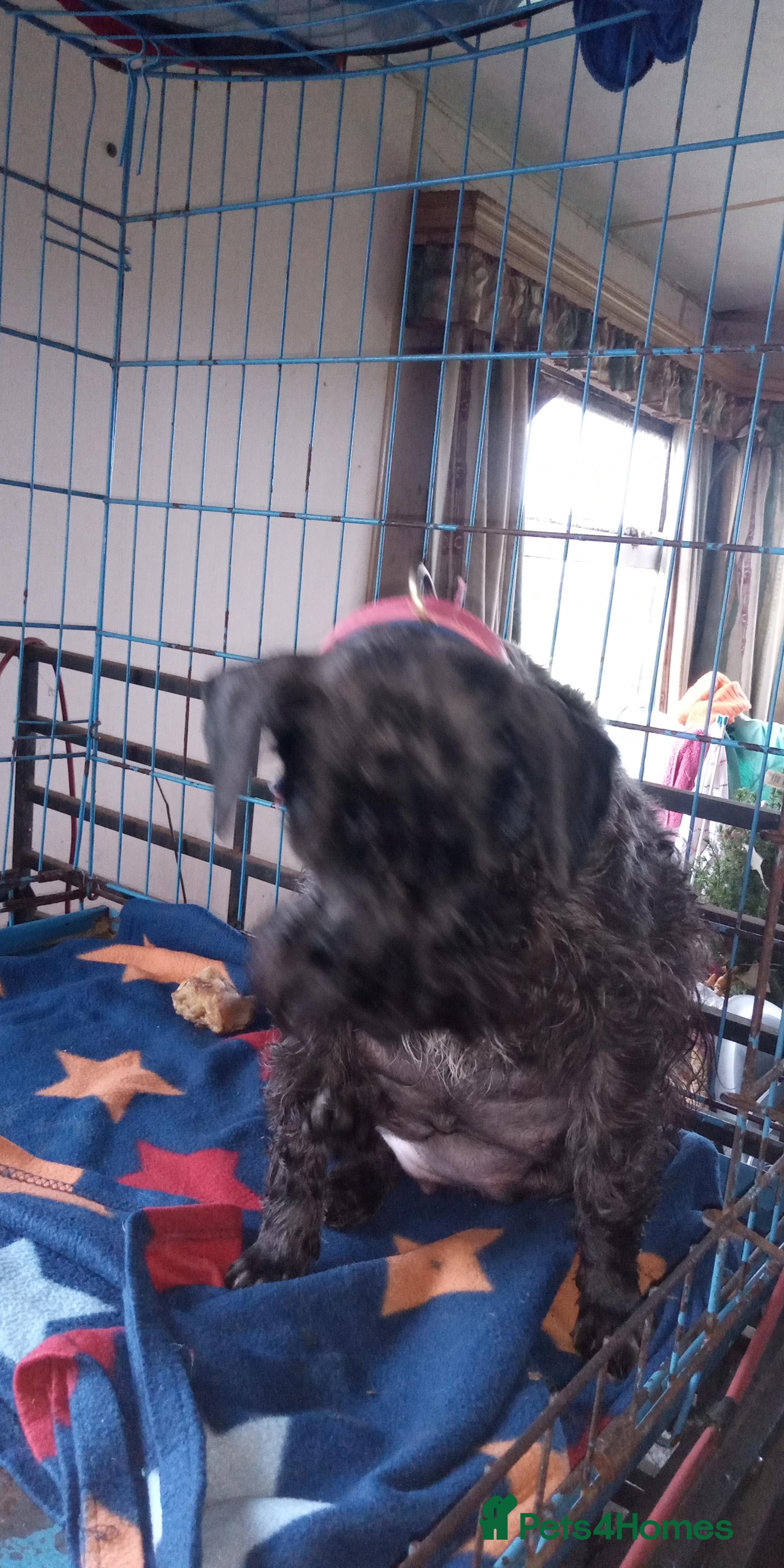 Miniature Schnauzer dogs Miniature Schnauzers Puppies - Advert 11