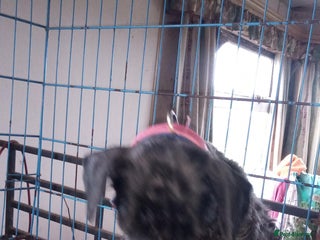 Miniature Schnauzer dogs Miniature Schnauzers Puppies - Advert 11