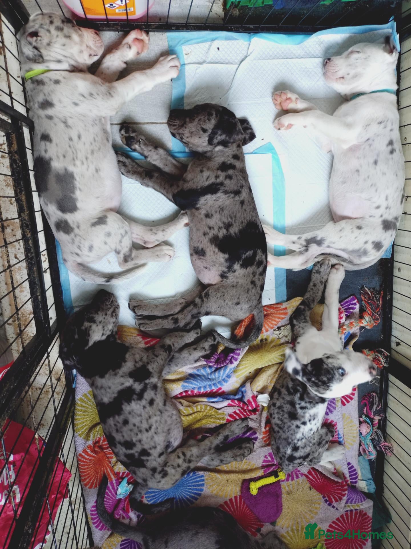 Cane Corso dogs READY NOW! 4 Female Cane Corso puppies for sale  - Advert 14