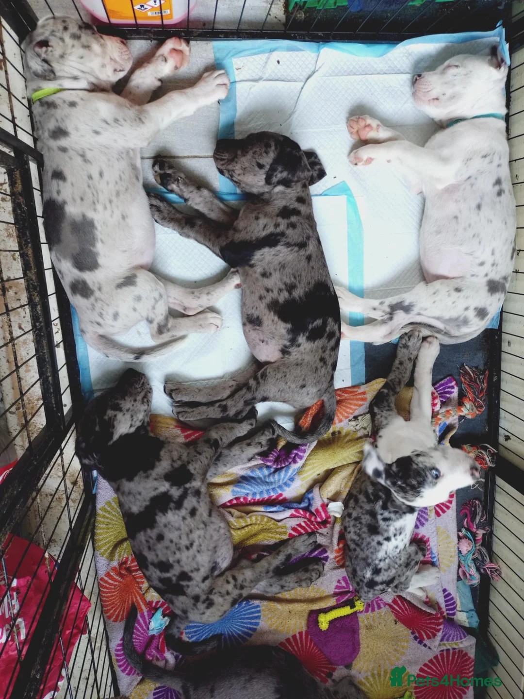 Cane Corso dogs for sale: READY NOW! 4 Female Cane Corso puppies for sale  - Advert 2