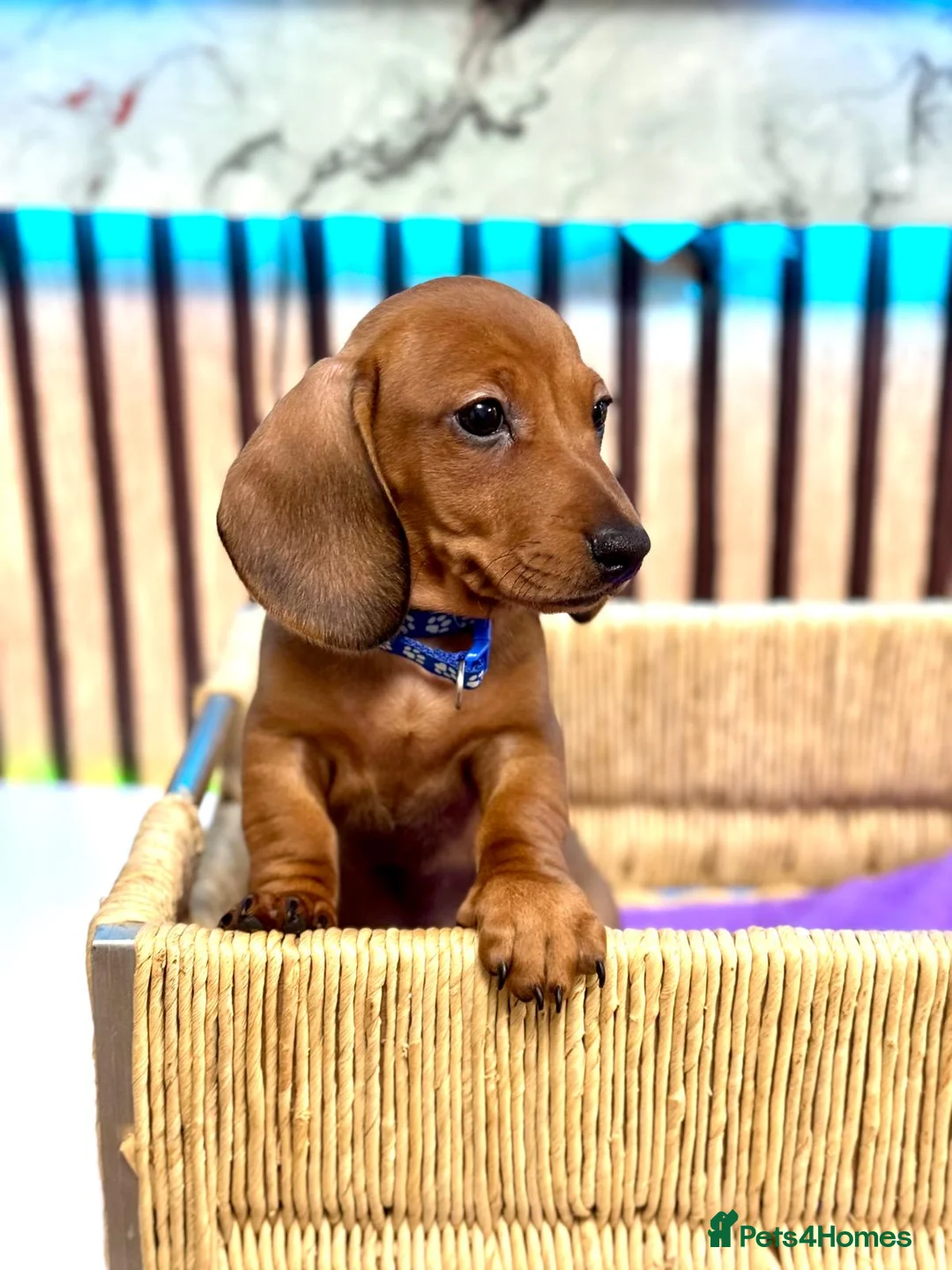 Miniature Dachshund dogs for sale: Last 2 boys miniature dachshund ready to leave now - Advert 12