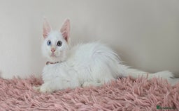 Maine Coon cats for sale: Ready now - TICA MaineCoon Kittens - Image 8