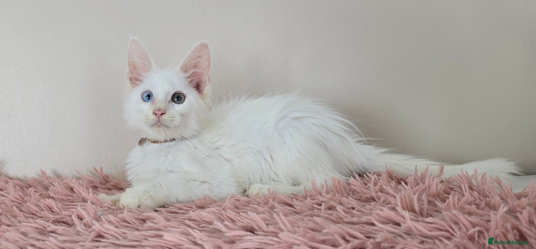 Maine Coon cats for sale: Ready now - TICA MaineCoon Kittens - Image 8