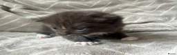 Mixed Breed cats for sale: Silver Tabby Exotic Kittens For Sale - Advert 10
