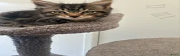 Mixed Breed cats for sale: Jeff - 1 x male kitten - Advert 4