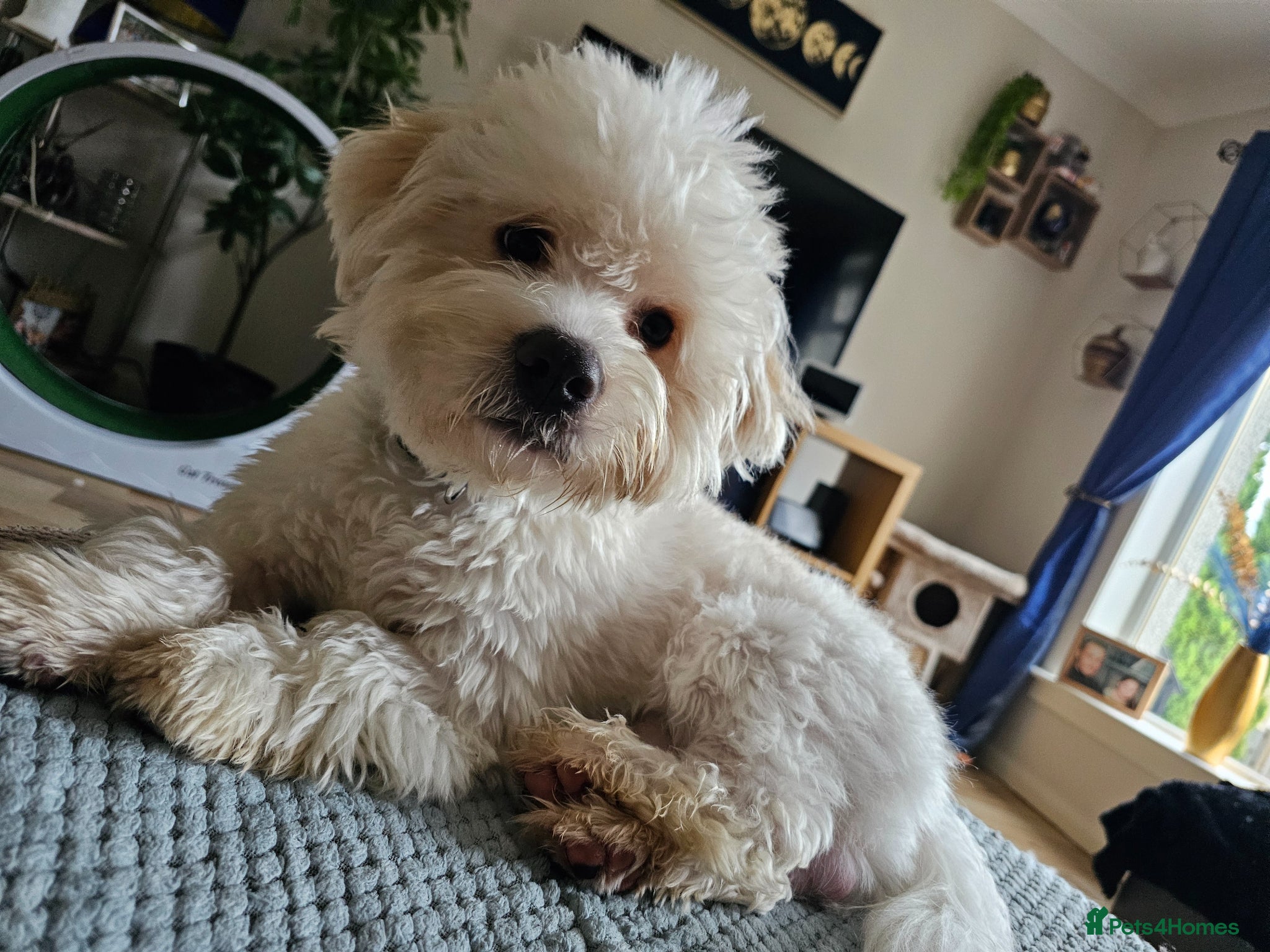 Shihpoo dogs for sale: 11‑Month‑Old Shihpoo Looking for His Perfect Home - Advert 5
