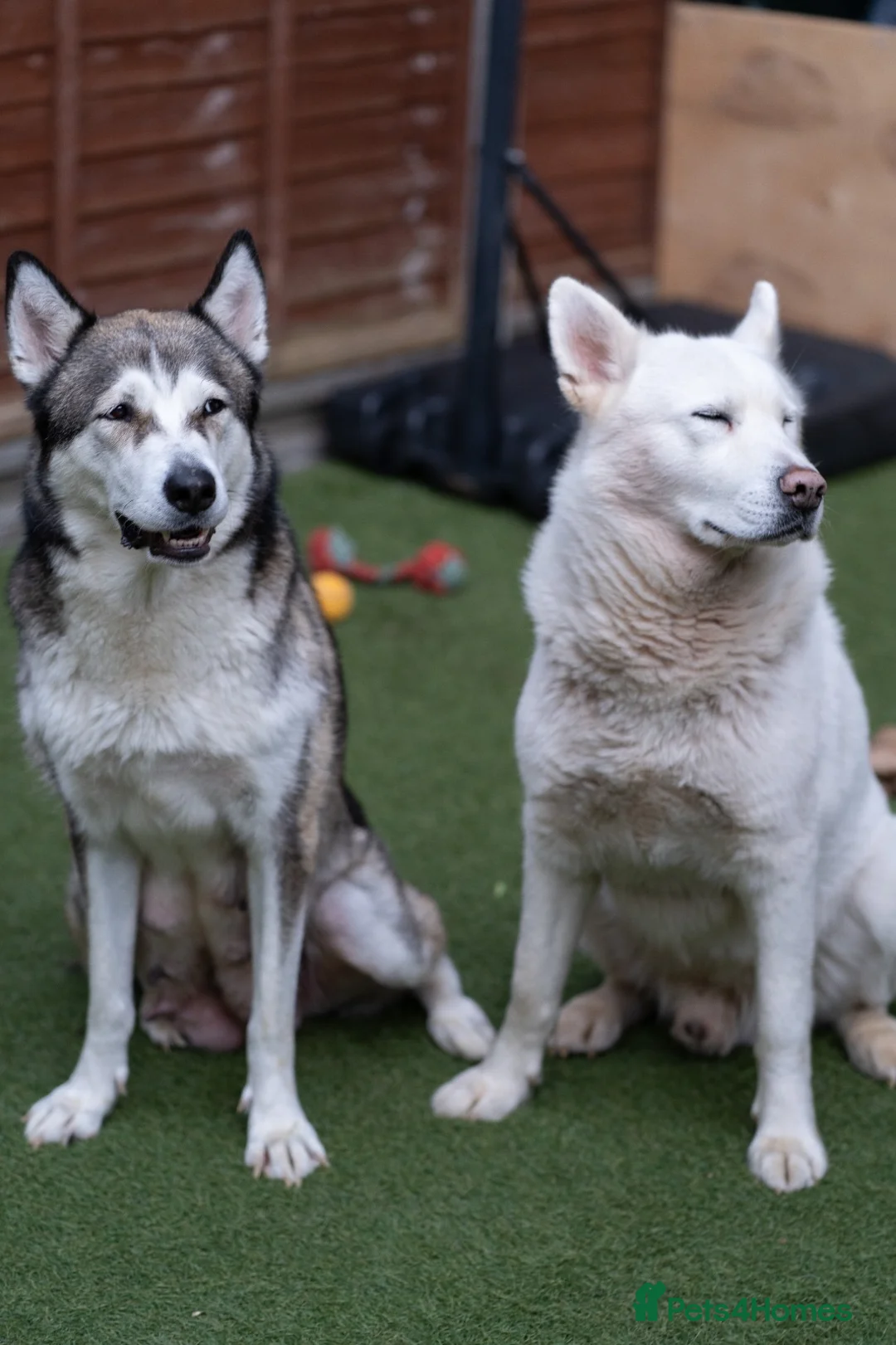 Siberian Husky dogs for stud: Ghost in Southall - Advert 7