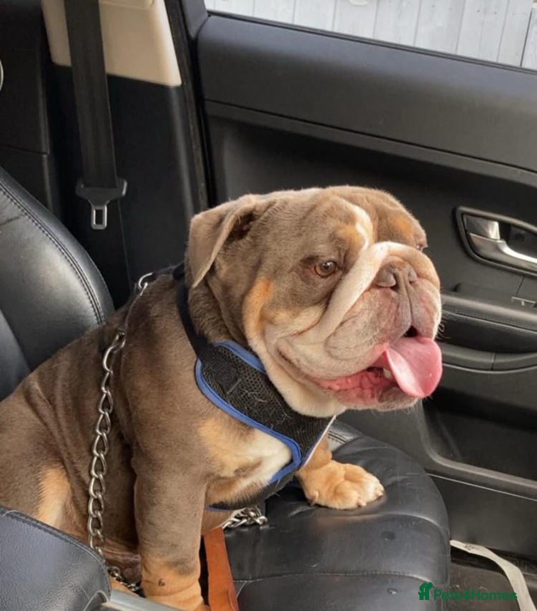 English Bulldog dogs for sale: Stunning English bulldogs - Image 18