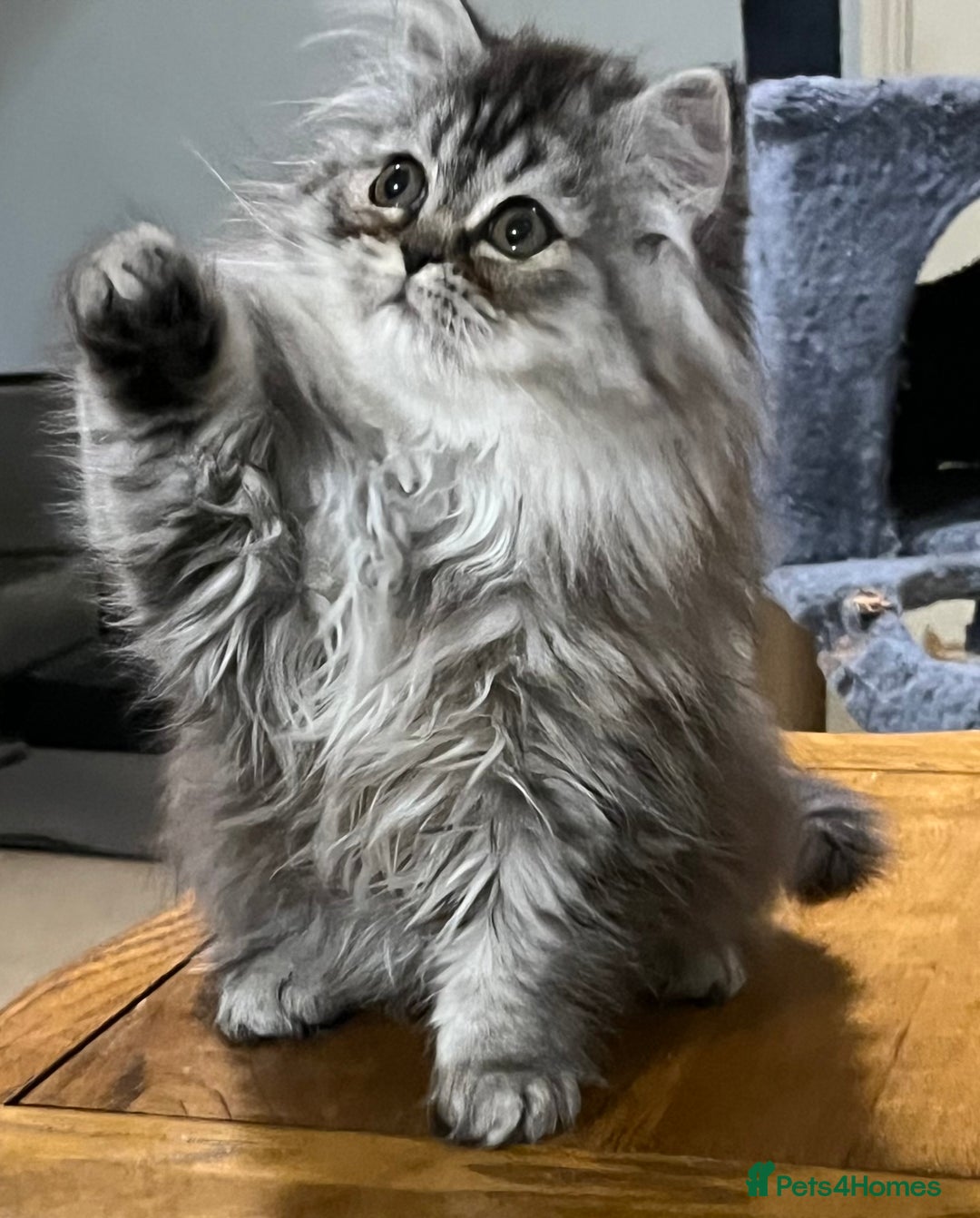 British Longhair cats for sale: 3 Adorable British Longhair x Persian Kittens  - Image 15