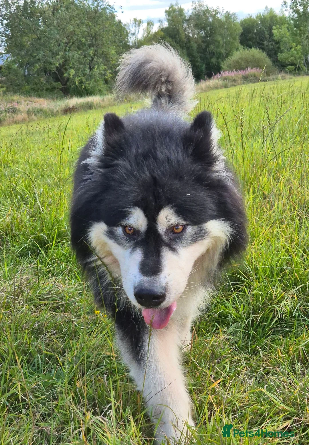 Alaskan Malamute dogs for stud: KC registered alaskan malamute for stud - Advert 2