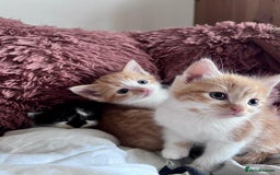 Mixed Breed cats for sale: 3 Long Furred Kittens Fluffy Ginger White Mix - Advert 4