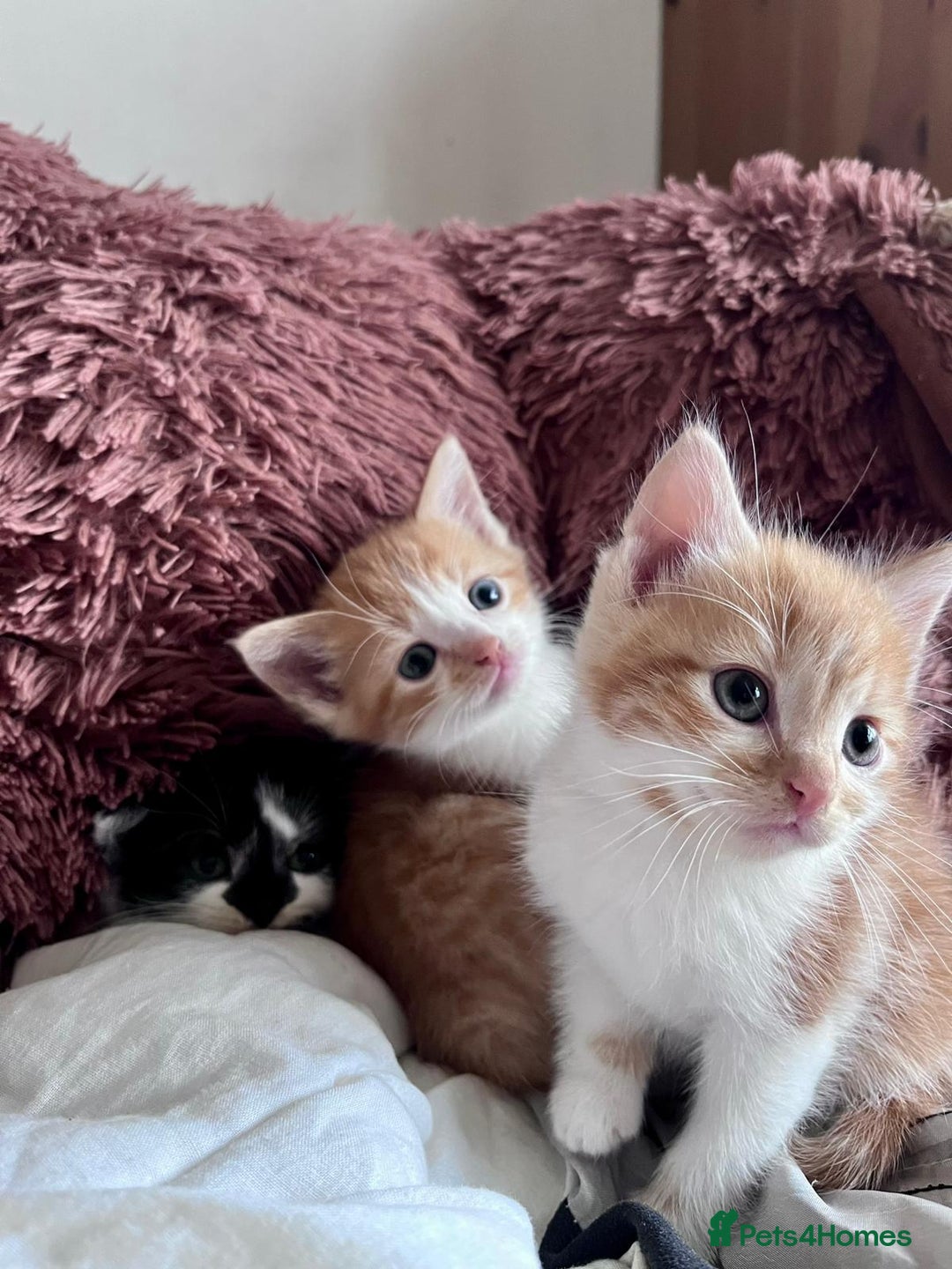 Mixed Breed cats for sale: 3 Long Furred Kittens Fluffy Ginger White Mix - Advert 4