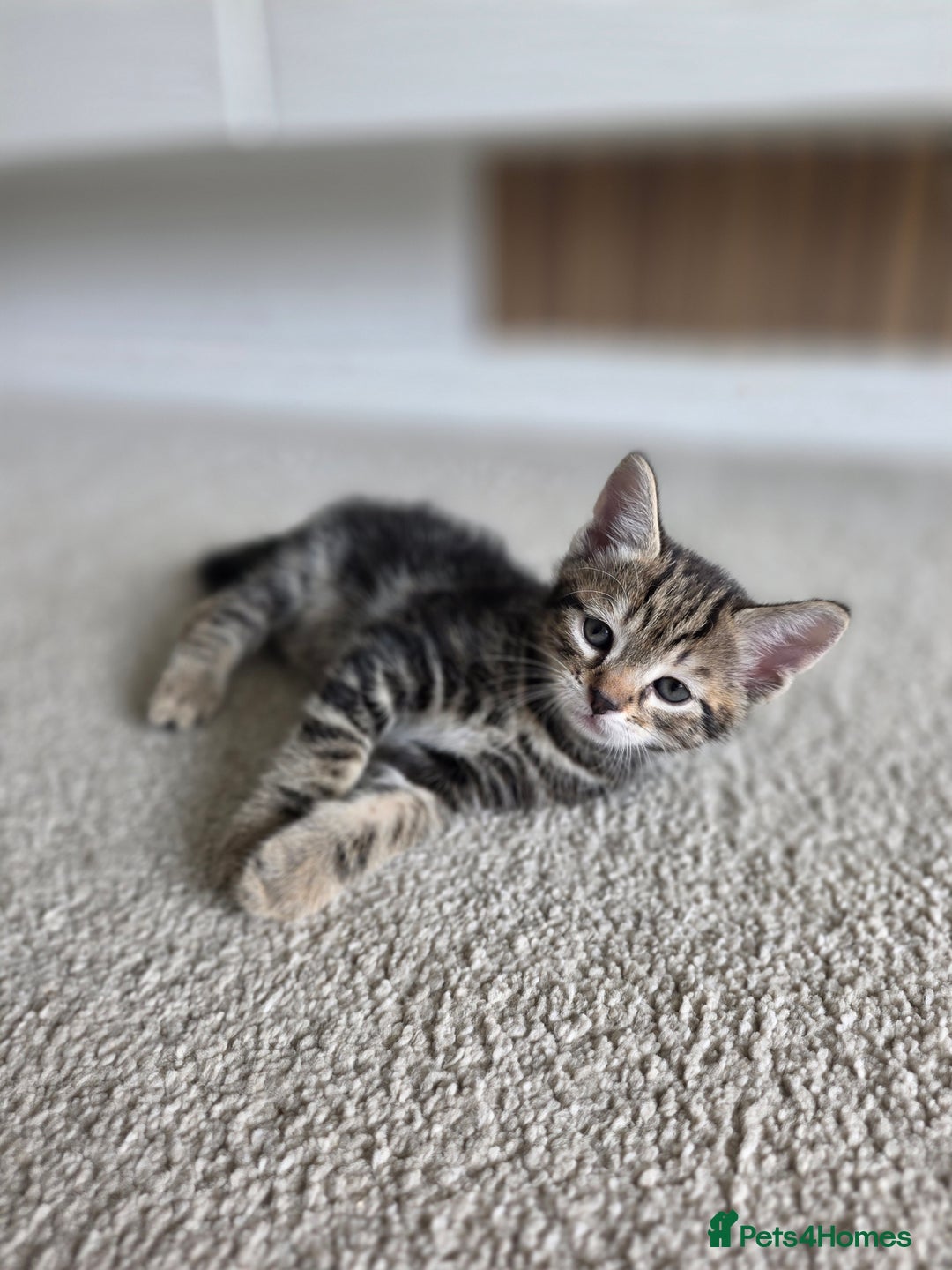 Bengal cats for sale: 2 Gorgeous Bengal x Short Hair kittens for sale - Image 6