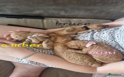 Cavapoochon dogs for sale: Cavapoochon puppies available  - Image 6