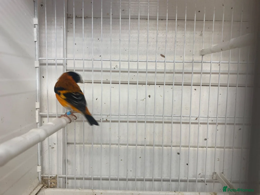 Finches birds for sale: Red siskin - Advert 2