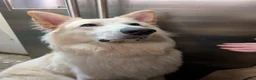 German Shepherd dogs for sale: Zeus white & Gold German shepherd - Advert 6