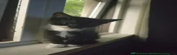 Mixed Breed cats for sale: Tuxedo Kittens Ready For a Home - Advert 14