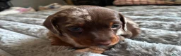 Miniature Dachshund dogs for sale: Two miniature dachshund  - Advert 4