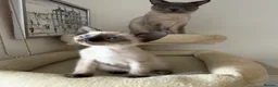 Siamese cats for sale: 5 Siamese kittens  - Advert 9