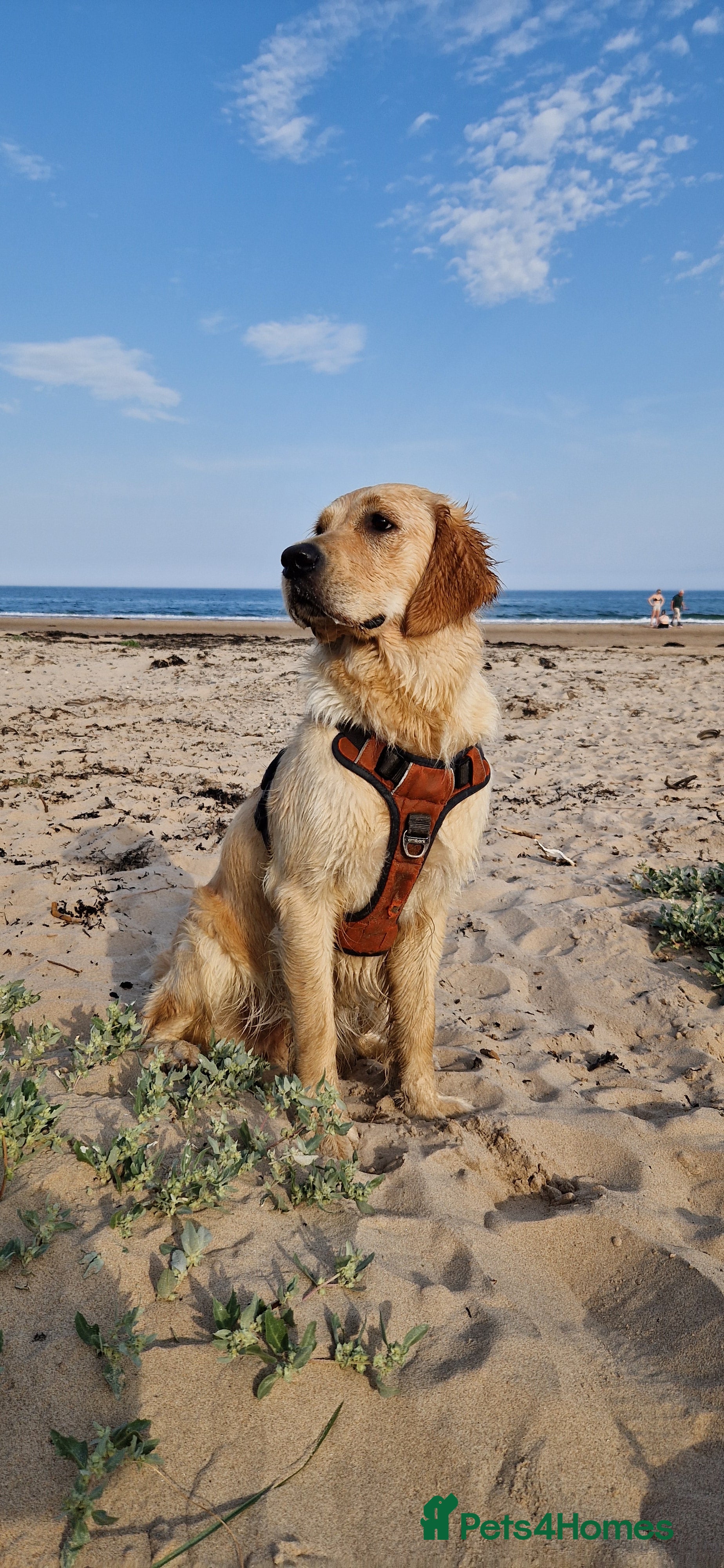 Golden Retriever dogs Golden retriever puppies arriving in 3,5 weeks! - Advert 10