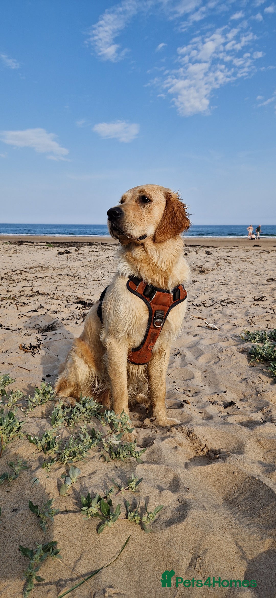 Golden Retriever dogs for sale: Golden retriever puppies arriving in 3,5 weeks! - Advert 1