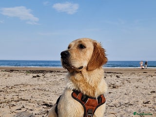 Golden Retriever dogs Golden retriever puppies arriving in 3,5 weeks! - Advert 3