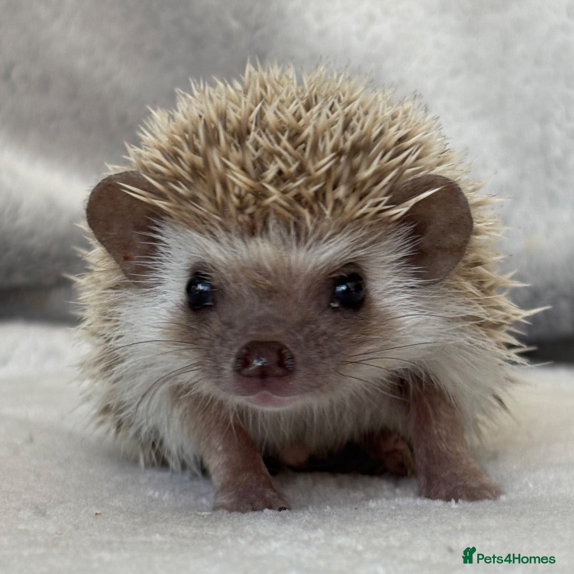Pygmy Hedgehog rodents African Pygmy Hedgehog Ethically Bred  - Advert 11
