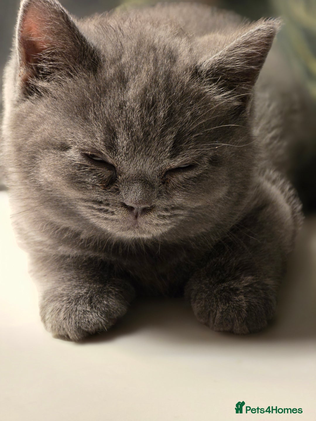 British Shorthair cats for sale: British shorthair  - Image 21