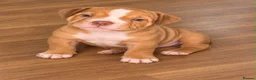 American Bully dogs for sale: Pocket Bully/Exotic Bully pups 🐶  in Cardiff - Advert 29