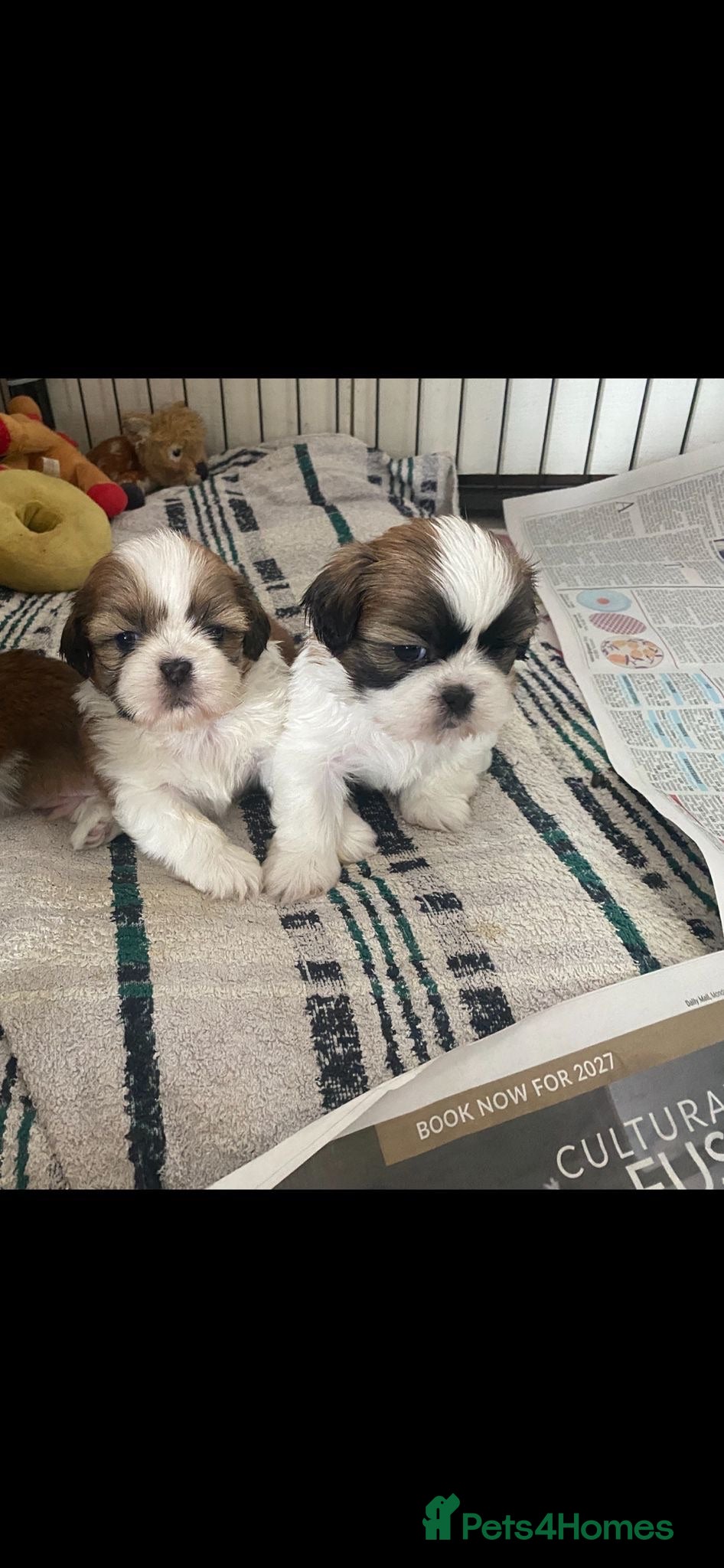 Shih Tzu dogs Beautiful litter of Shih Tzu puppies - Advert 2