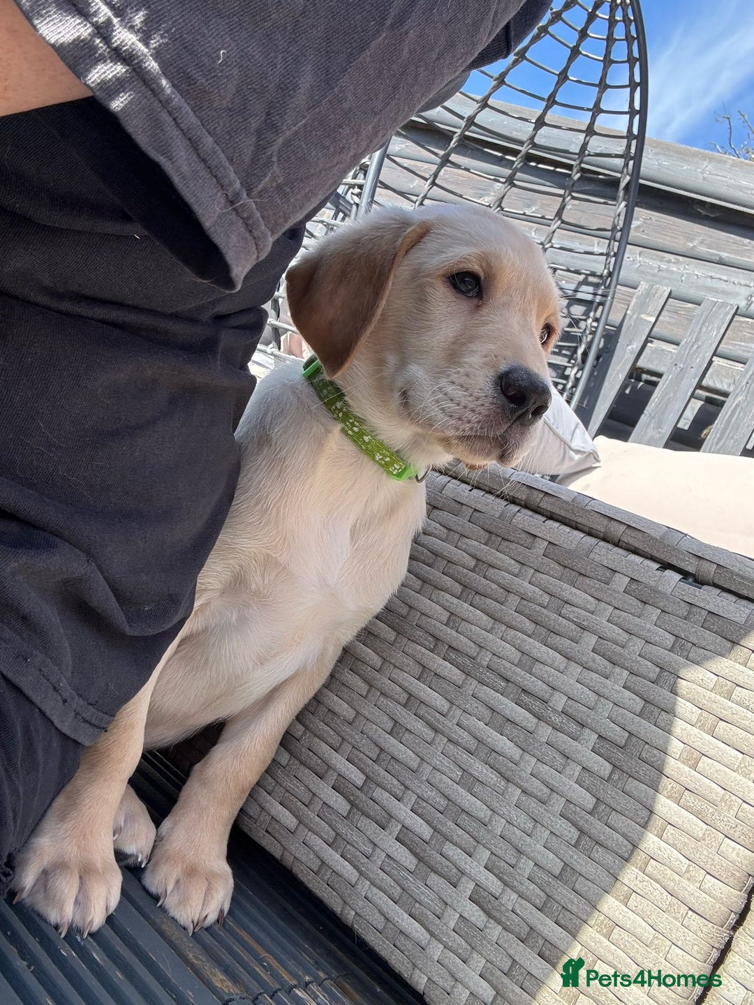 Labrador Retriever dogs for stud: KC REGISTERED LABRADOR STUD  in Worcester - Advert 10