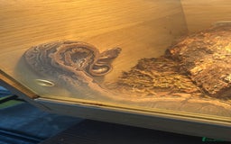 Python Snake reptiles for sale: Ball python for sale  - Image 2